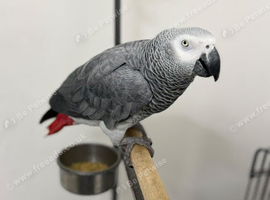 African Grey Tamed and Talking