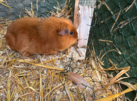 Female guinea pigs
