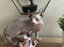 Last female Sphynx