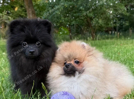 Teddy Bear Pomeranian Puppies
