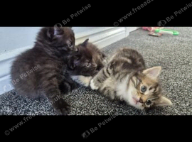 Kitten ready mid august