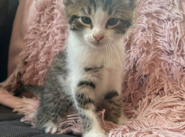 Adorable Mix Kittens &ndash; Ready for Their Forever Homes