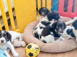 &pound;775 1 x female, 3x male liver & white springer spaniel pups.