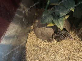 Gecko for sale