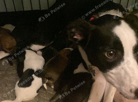 7 puppies for sale