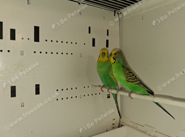 Breeding pair budgies