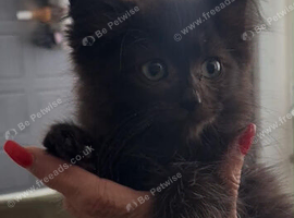 Stunning ragdoll x MainCoon kittens