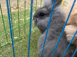 Grey teddywidder