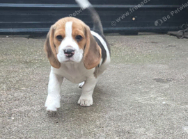 Beautiful Beagle Puppies
