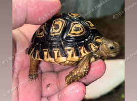 Leopard print tortoise