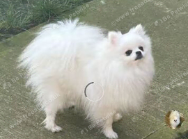 Pure white stunning girl