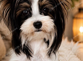 Biewer terrier