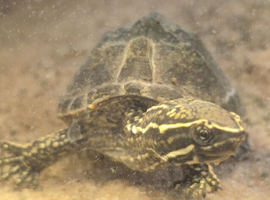 Common musk turtle