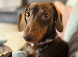 Chocolate and tan miniature dachshund boy for stud