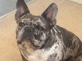3 year old Gucci