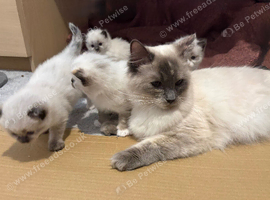 Beautiful Ragdoll kittens