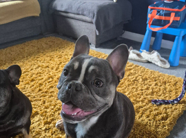French/English bulldog puppy