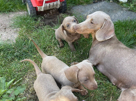 Isabella and tan mini miniature dachshund
