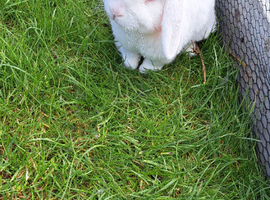Male Albino Rabbit
