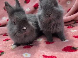 Mini plush lop ☆8weeks Ready now