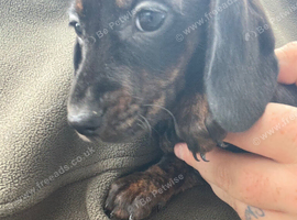 Dachshund 1 little princess left 8 weeks old