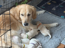 6 beautiful golden retriever puppies