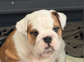 KC registered male bulldog
