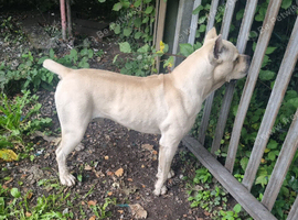 Straw Cane Corso Pups