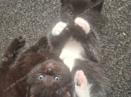 3 beautiful female kittens