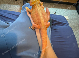 Hypo trans