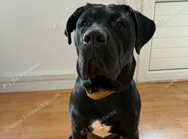 Presa canario 15 month old male