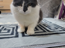 Rehoming Male cat