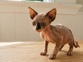One Beautiful Girl Sphynx