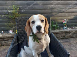 Beagle for stud