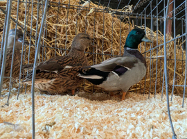 Call ducks - mallard and blue fawn varieties