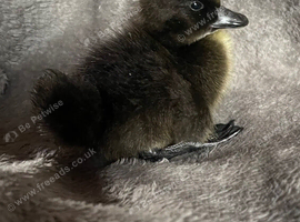 Pure Cayuga ducklings