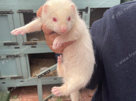 Albino hob ferret
