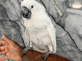 Friendly Super Tame Cuddly Dancing Umbrella Cockatoo Parrot,2