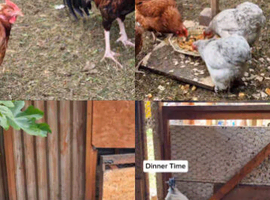 Healthy Mixed Breed Chickens for Sale &ndash; Laying Hens & Roosters (Sparkhill)