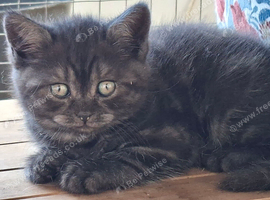 Black smoked tabby kittens