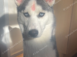 HUSKYY female