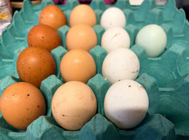 Hatching eggs