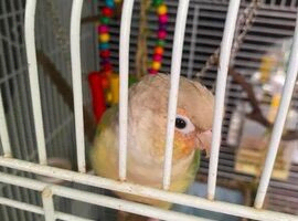 Green cheek conure
