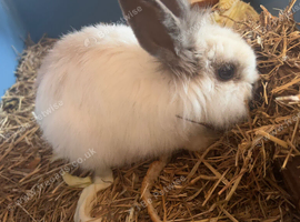 Lionhead Rabbit for Sale &ndash; Cage Included