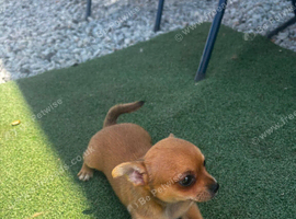 Chihuahua