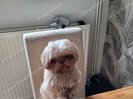 Shihtzu