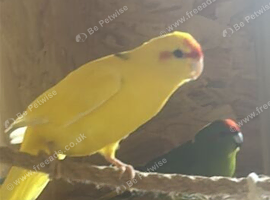 Kakarikis