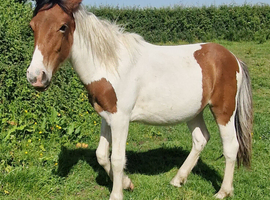 10 month cob