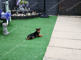 Male Puppy