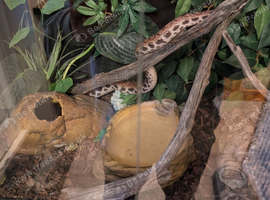 My Brazilian rainbow boa
